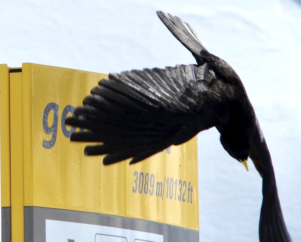 alpine chough